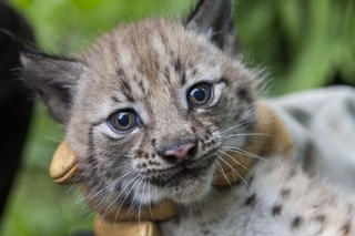Illustration for article titled ZOMG BABY LYNX CUBS!!!